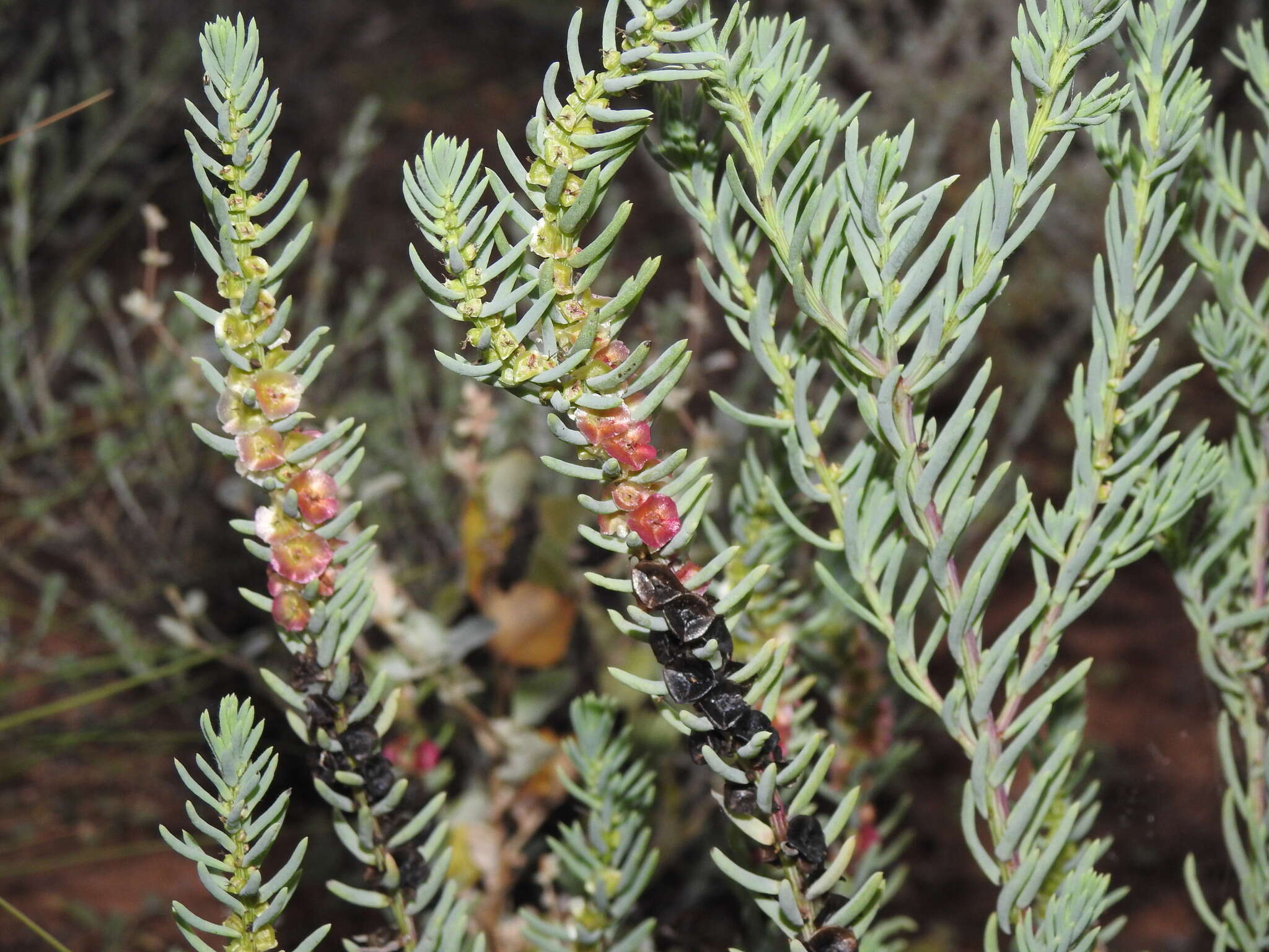 Image of Three-wing Bluebush