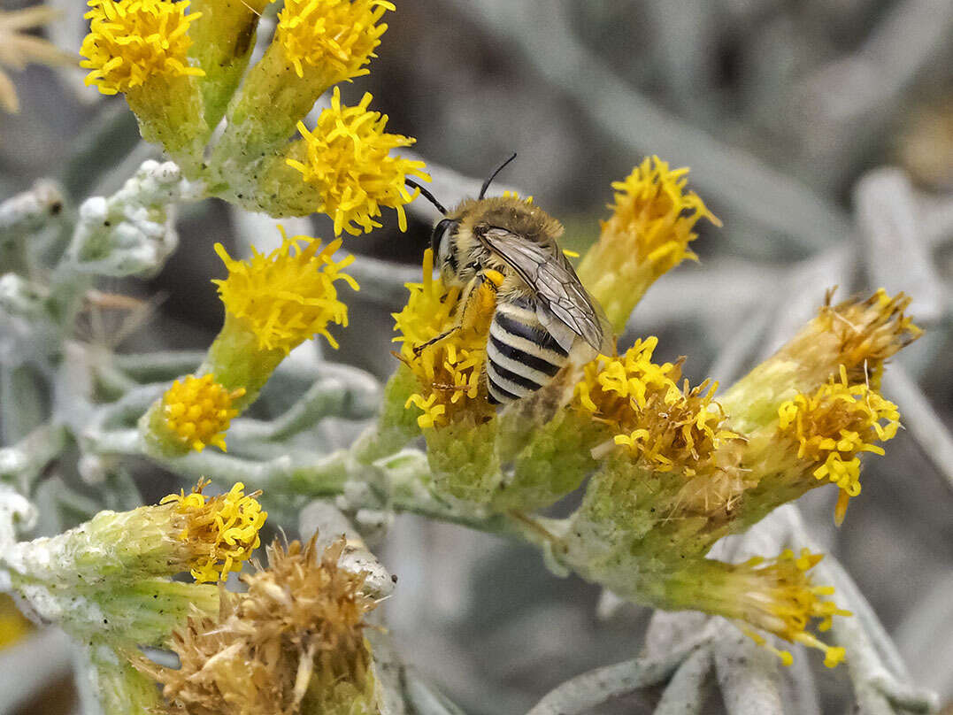 Image of Colletes moricei Saunders 1904