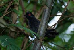 Image of White-shouldered Fire-eye