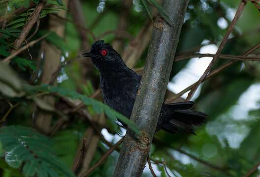 Image of White-shouldered Fire-eye