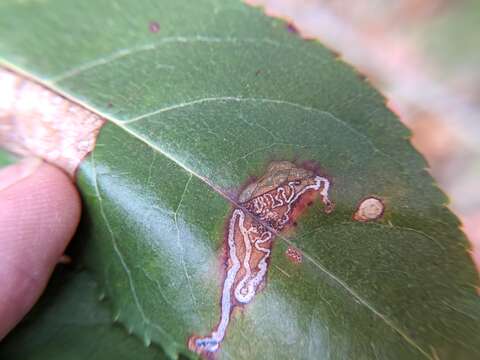 Image of Stigmella prunifoliella (Clemens 1861) Newton et al. 1982