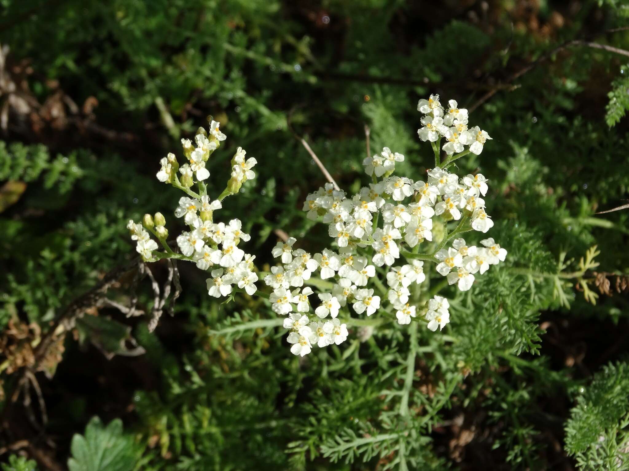 صورة Achillea clusiana Tausch