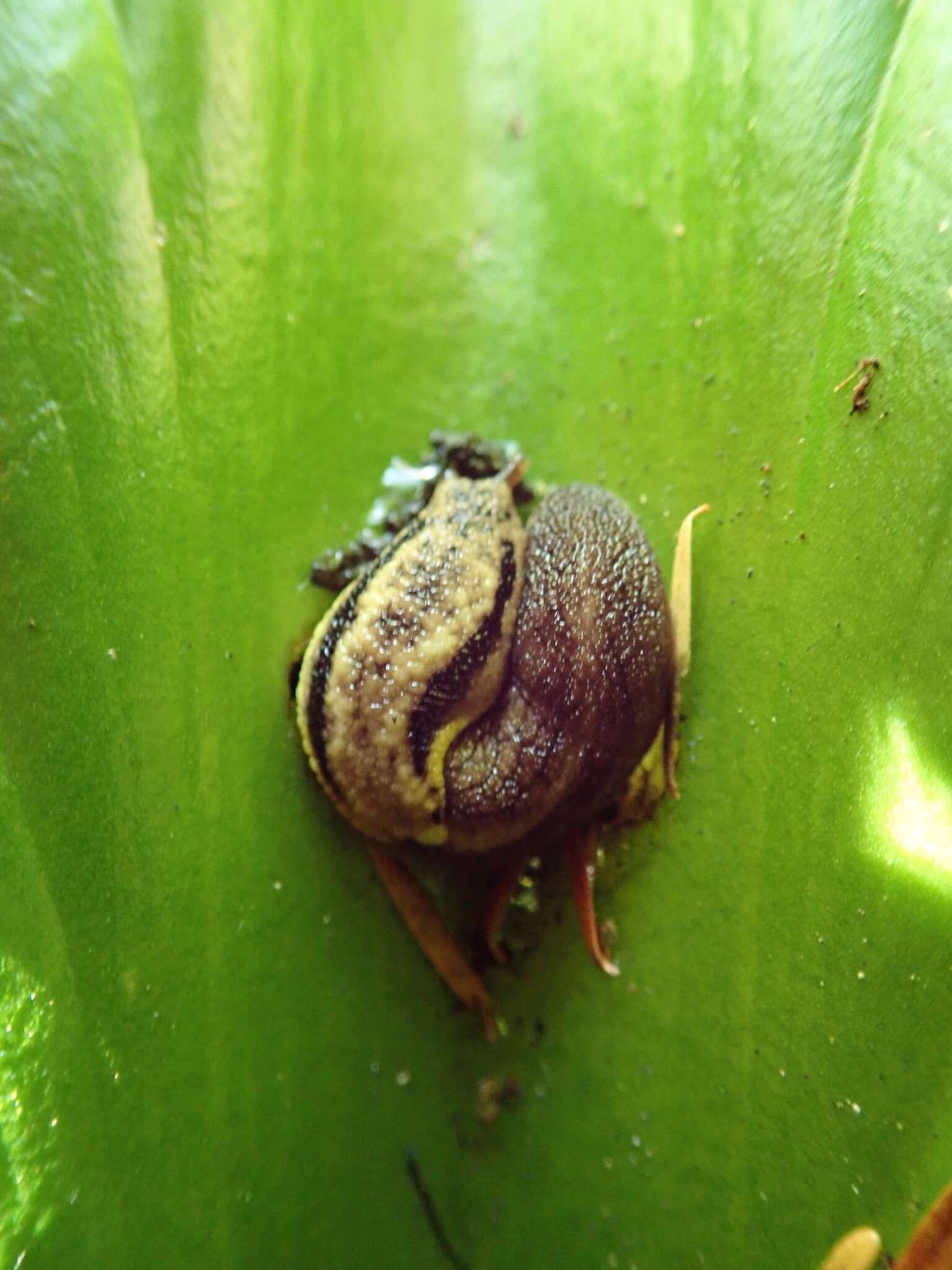 Prophysaon foliolatum (A. Gould 1851) resmi