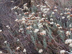 Image of California Buckwheat