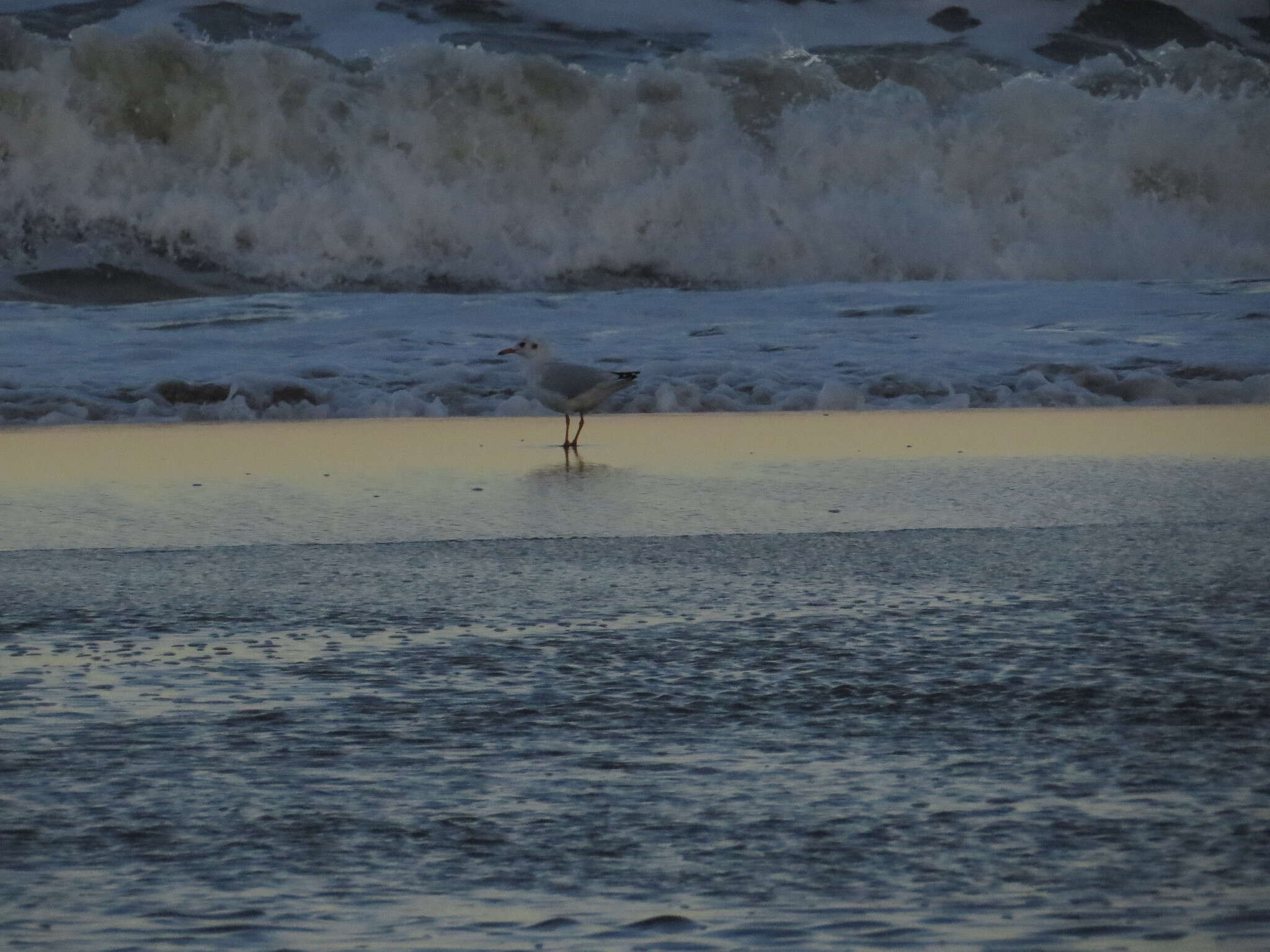 Image de Mouette de Patagonie