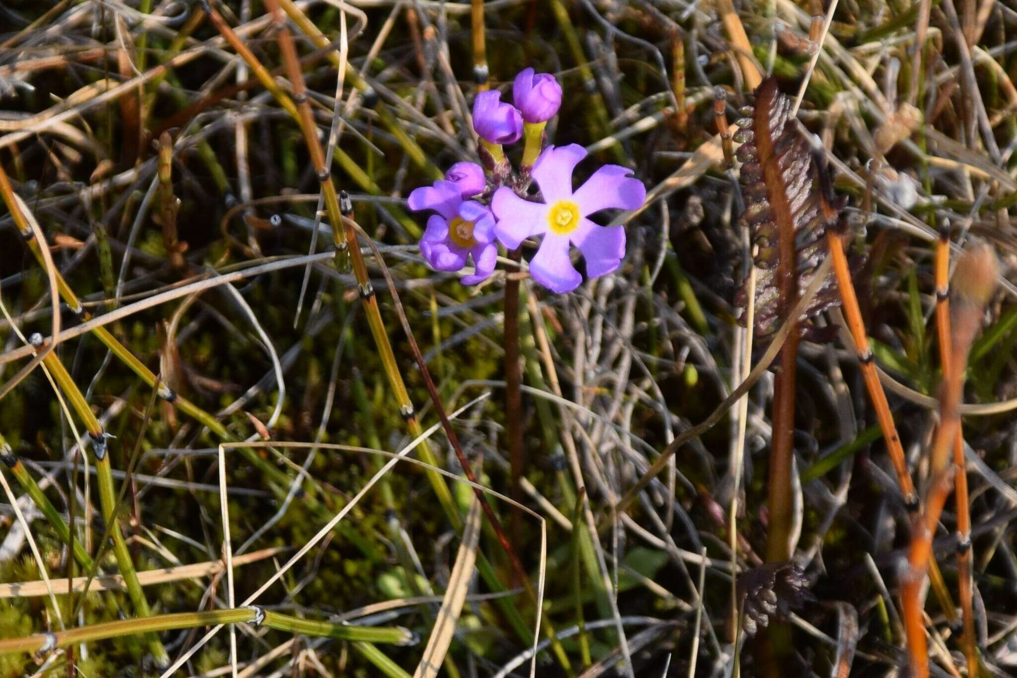 Primula borealis Duby resmi