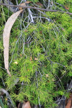 Image of Persoonia tenuifolia R. Br.