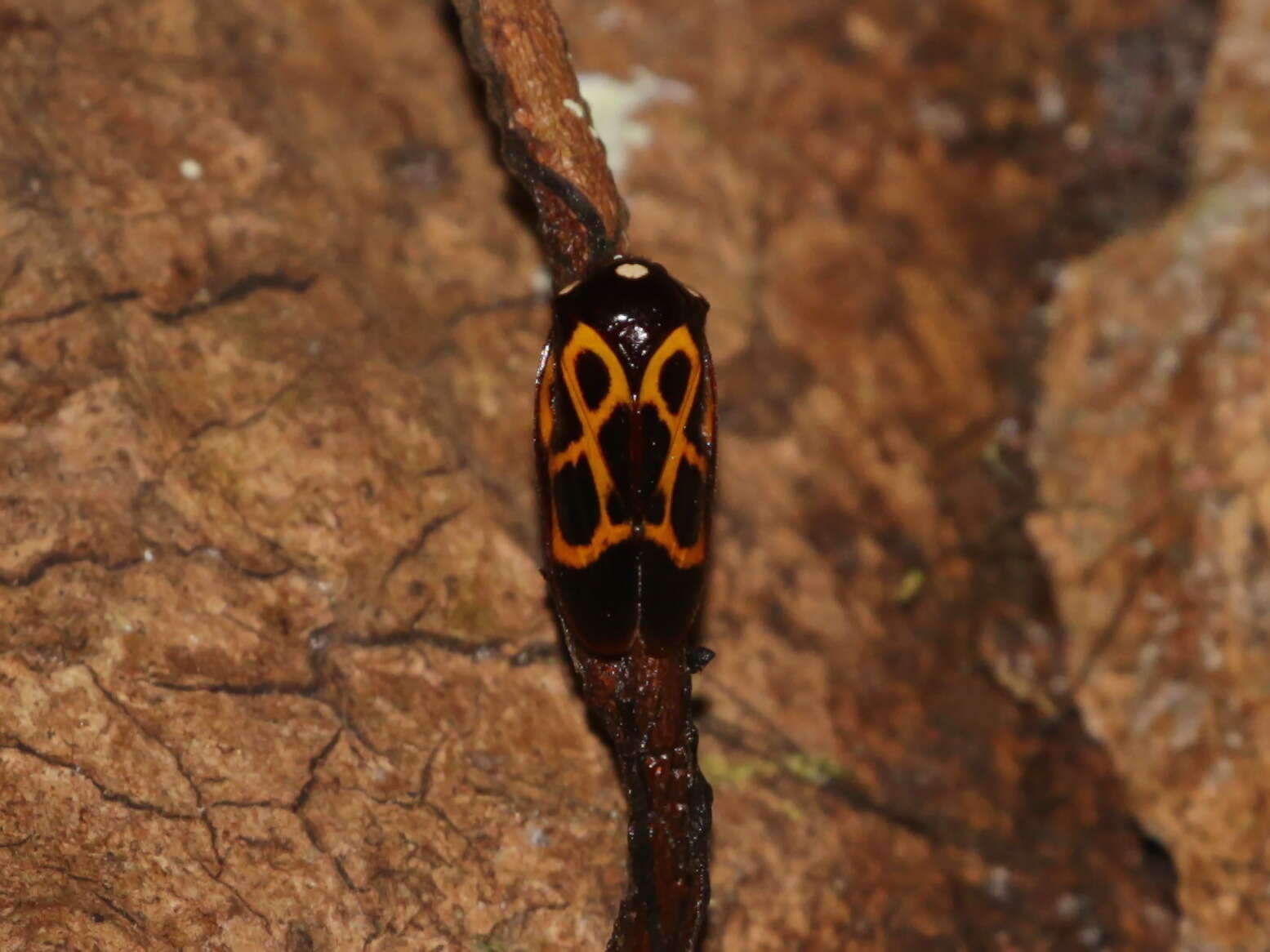 Image of Trichoscarta chersonesia (Distant 1900)