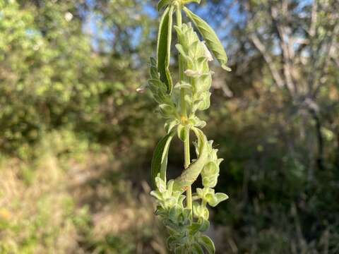 Image of Justicia bracteata (Hochst.) Zarb