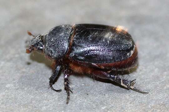 Image of Dung beetle