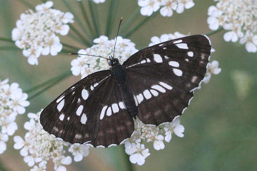 Image of Neptis rivularis ludmilla Nordmann 1851