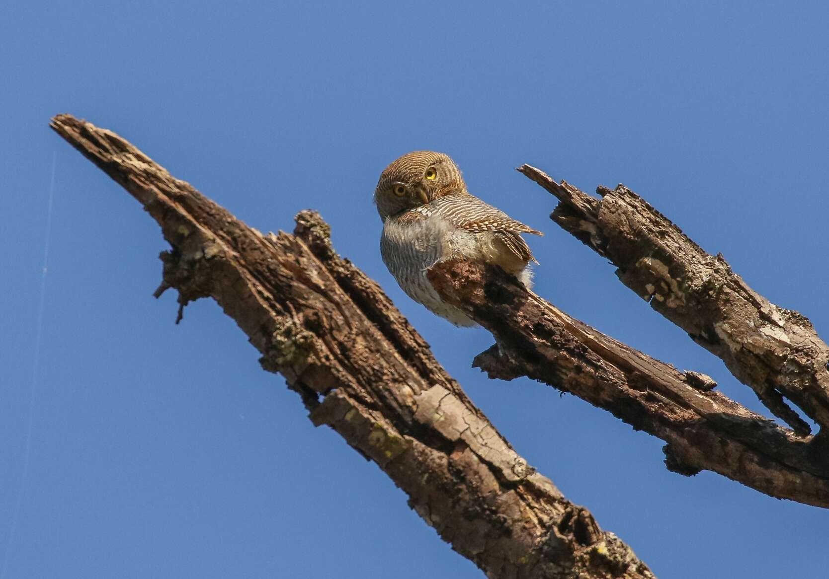 Imagem de Glaucidium radiatum (Tickell 1833)