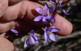 Image of Geissorhiza purpurascens Goldblatt