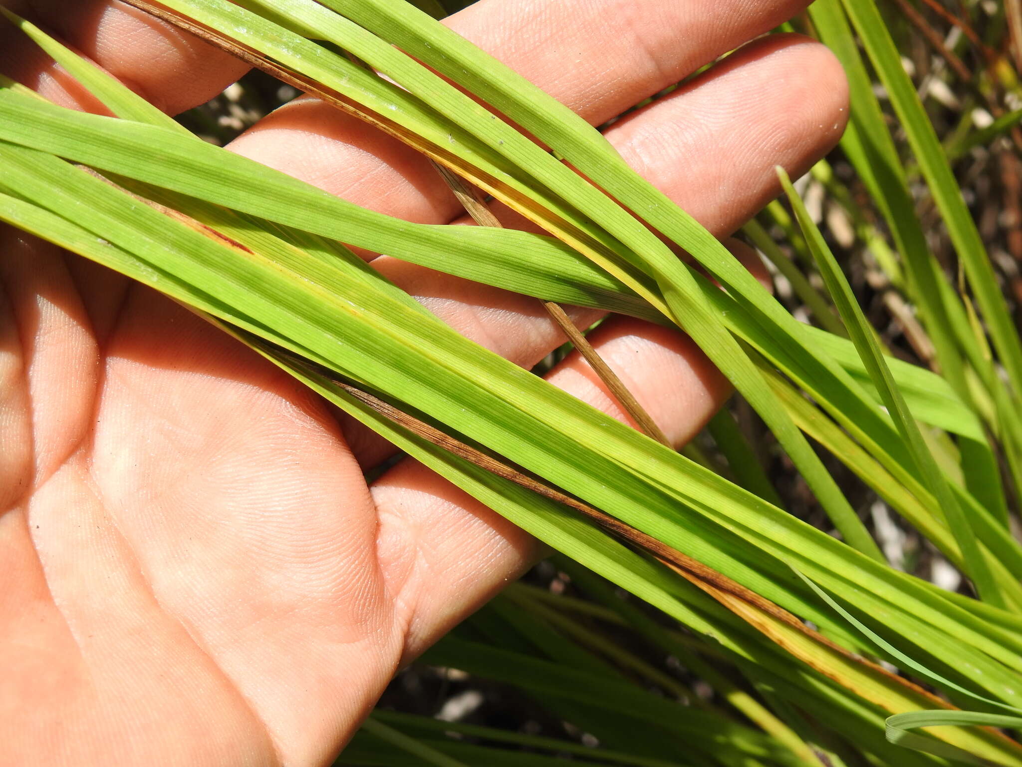 Image de Eriocaulon australe R. Br.