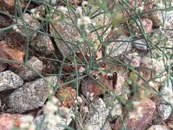 Imagem de Eriogonum rotundifolium Benth.