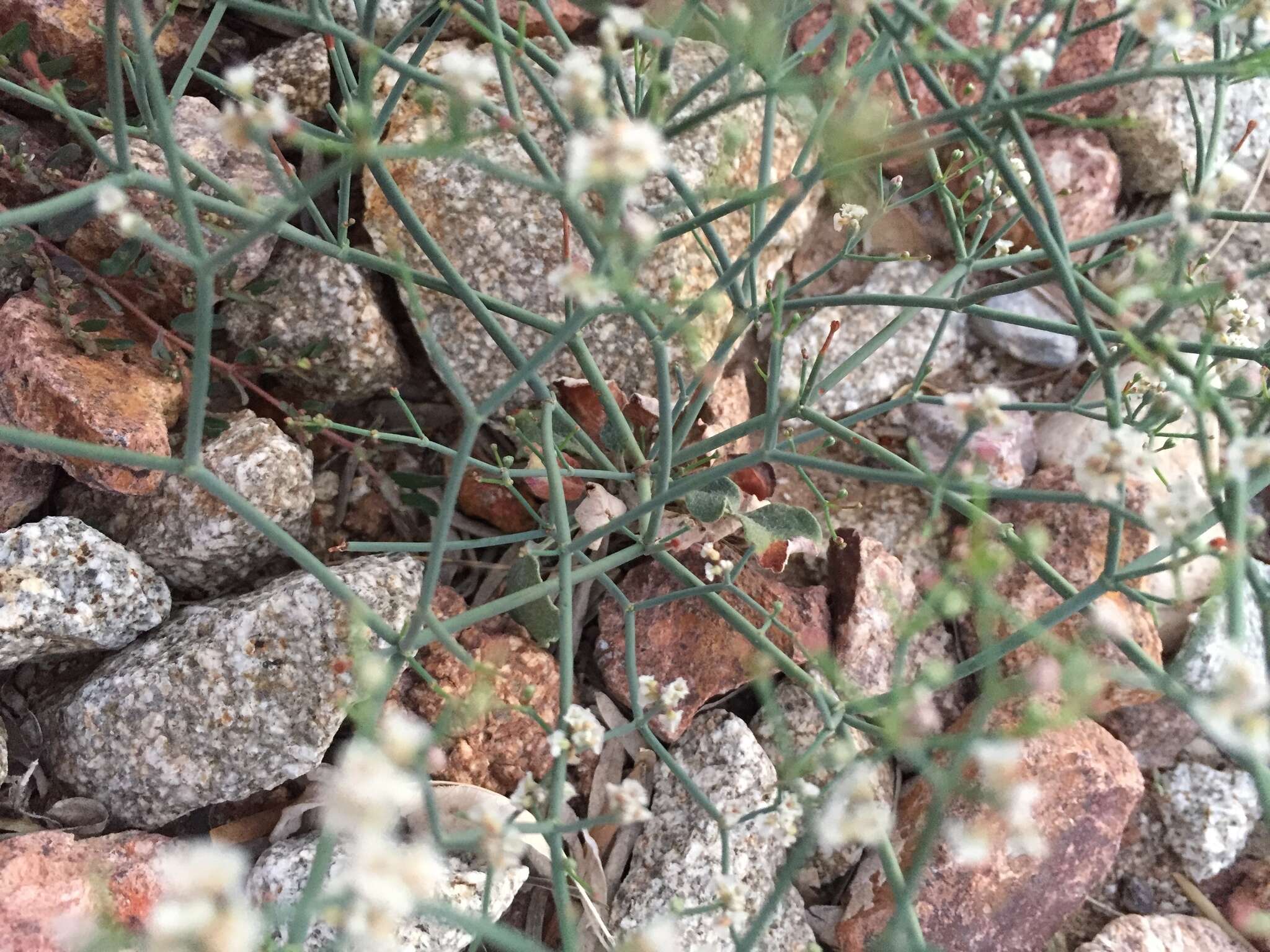 Imagem de Eriogonum rotundifolium Benth.