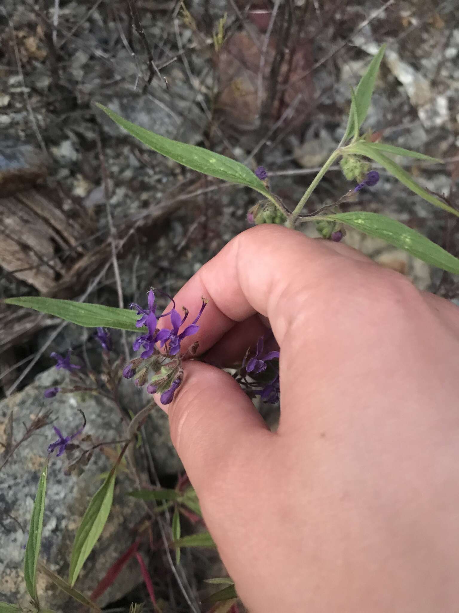 Image de Trichostema laxum A. Gray