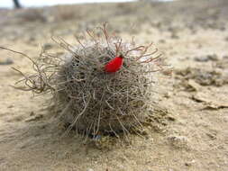 Image of Mammillaria hutchisoniana subsp. hutchisoniana