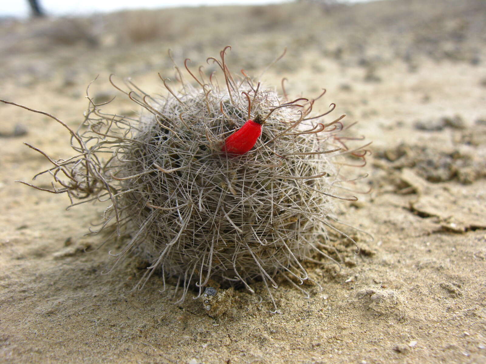 Image of Mammillaria hutchisoniana subsp. hutchisoniana