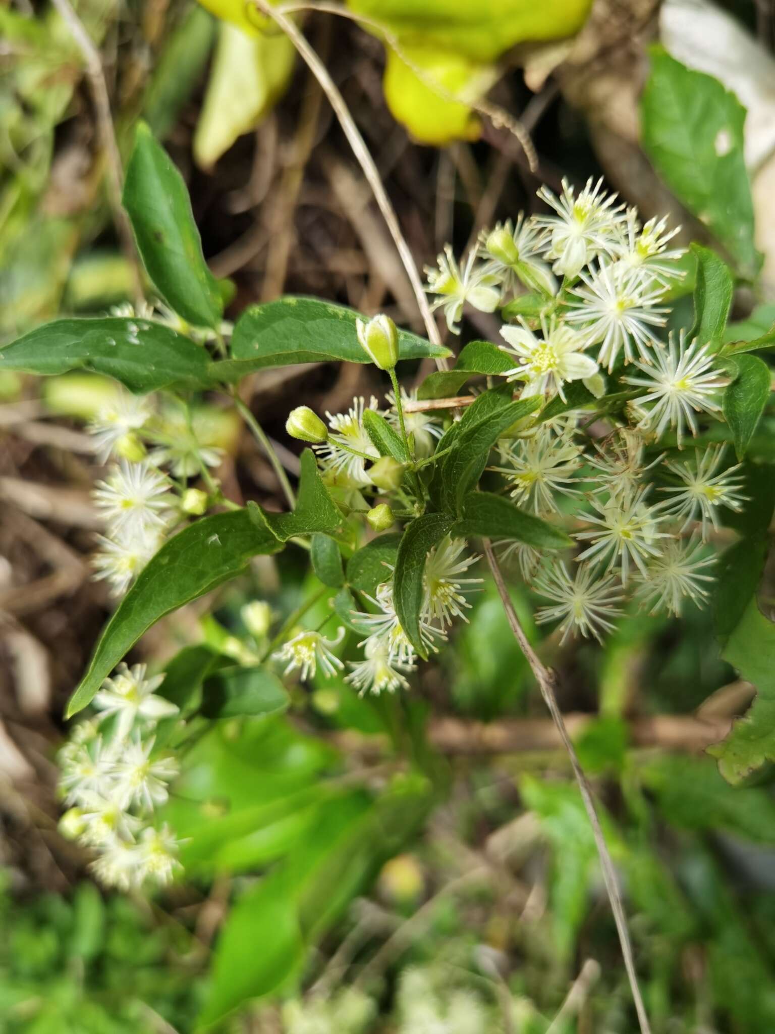 Imagem de Clematis polygama Jacq.