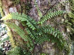 Image de Vandenboschia auriculata (Bl.) Copel.