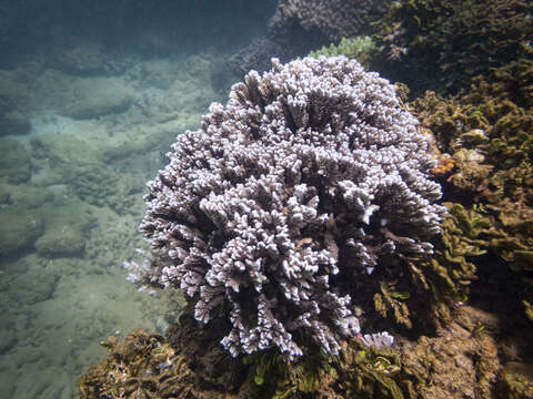 Image of pore coral