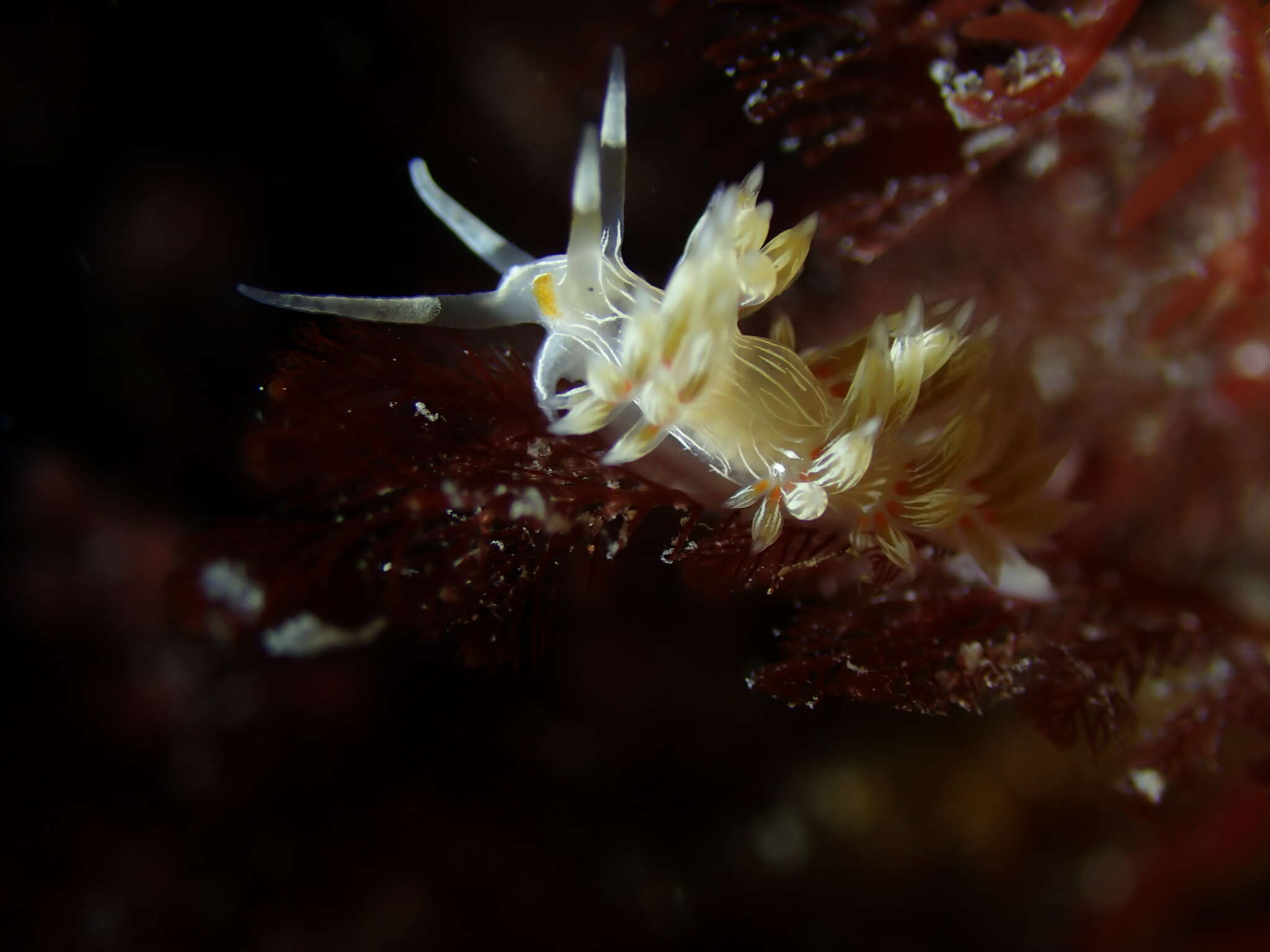 Image of Cratena lineata (Eliot 1905)