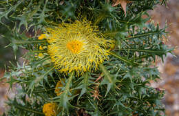 Image of Banksia falcata (R. Br.) A. R. Mast & K. R. Thiele