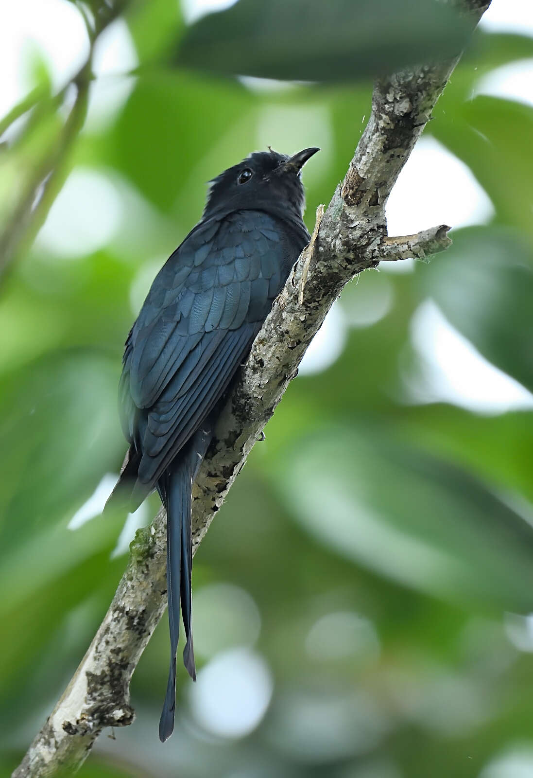 Image of Fork-tailed Drongo-Cuckoo