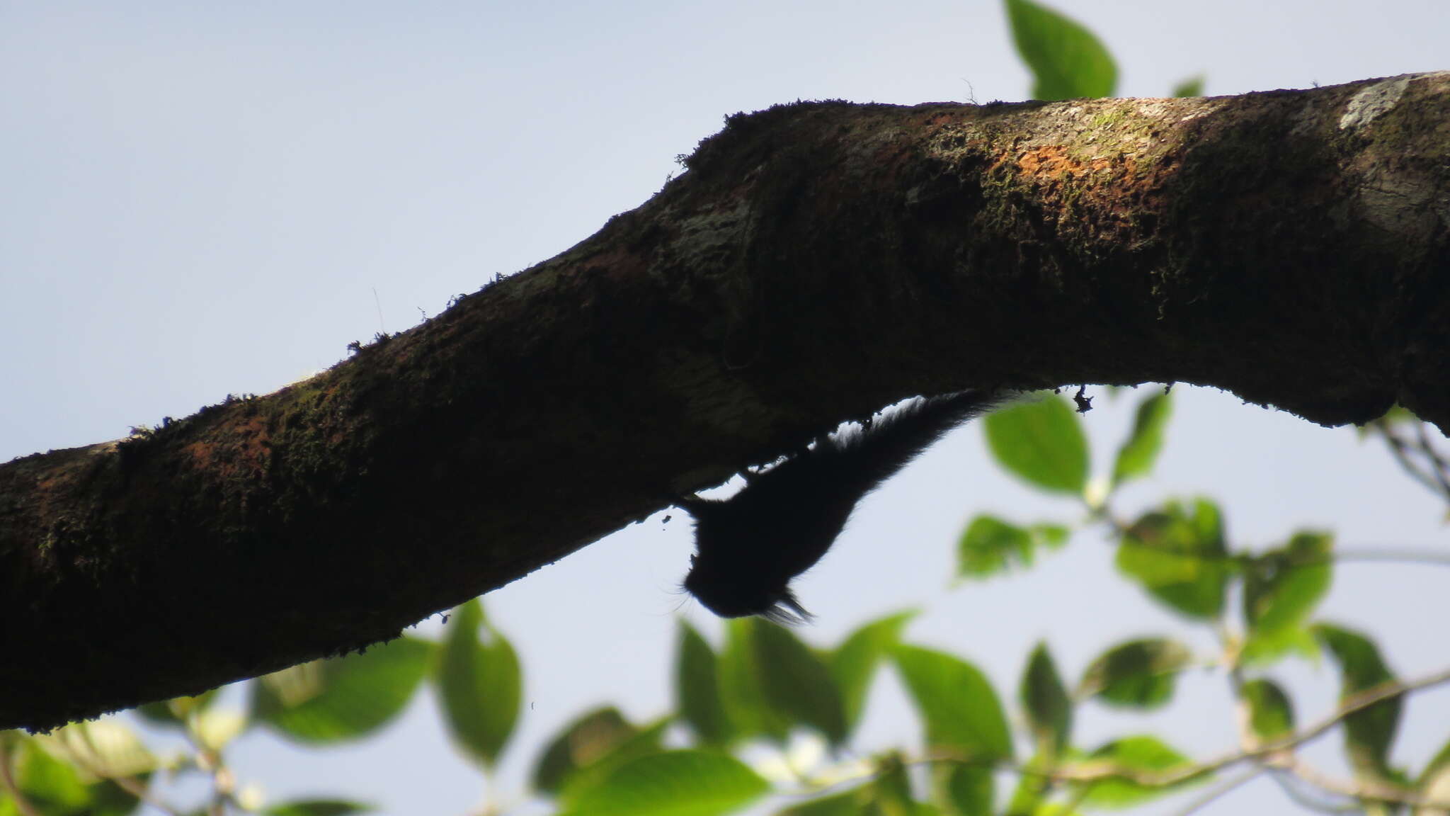 Image of Tufted Pygmy Squirrel