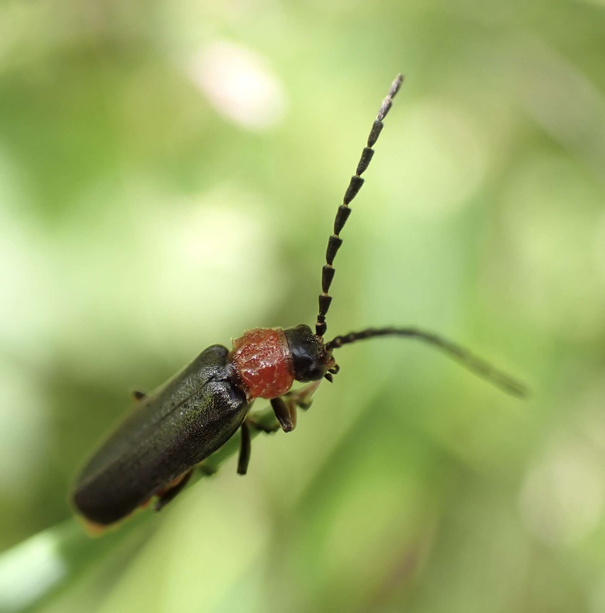 Image of Silis ruficollis