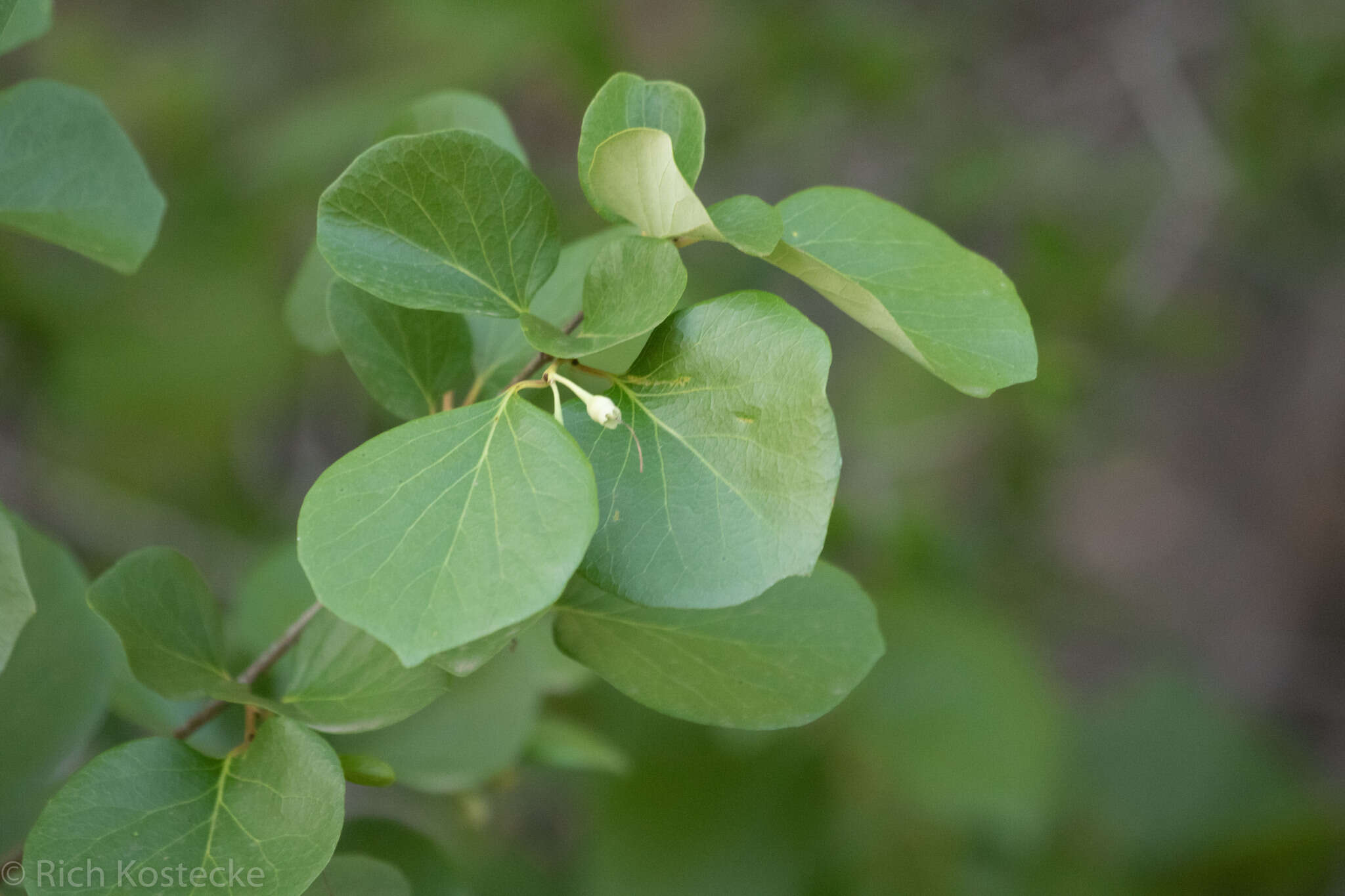 Styrax platanifolius subsp. texanus (Cory) P. W. Fritsch的圖片