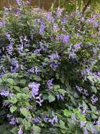 Image de Plectranthus saccatus Benth.