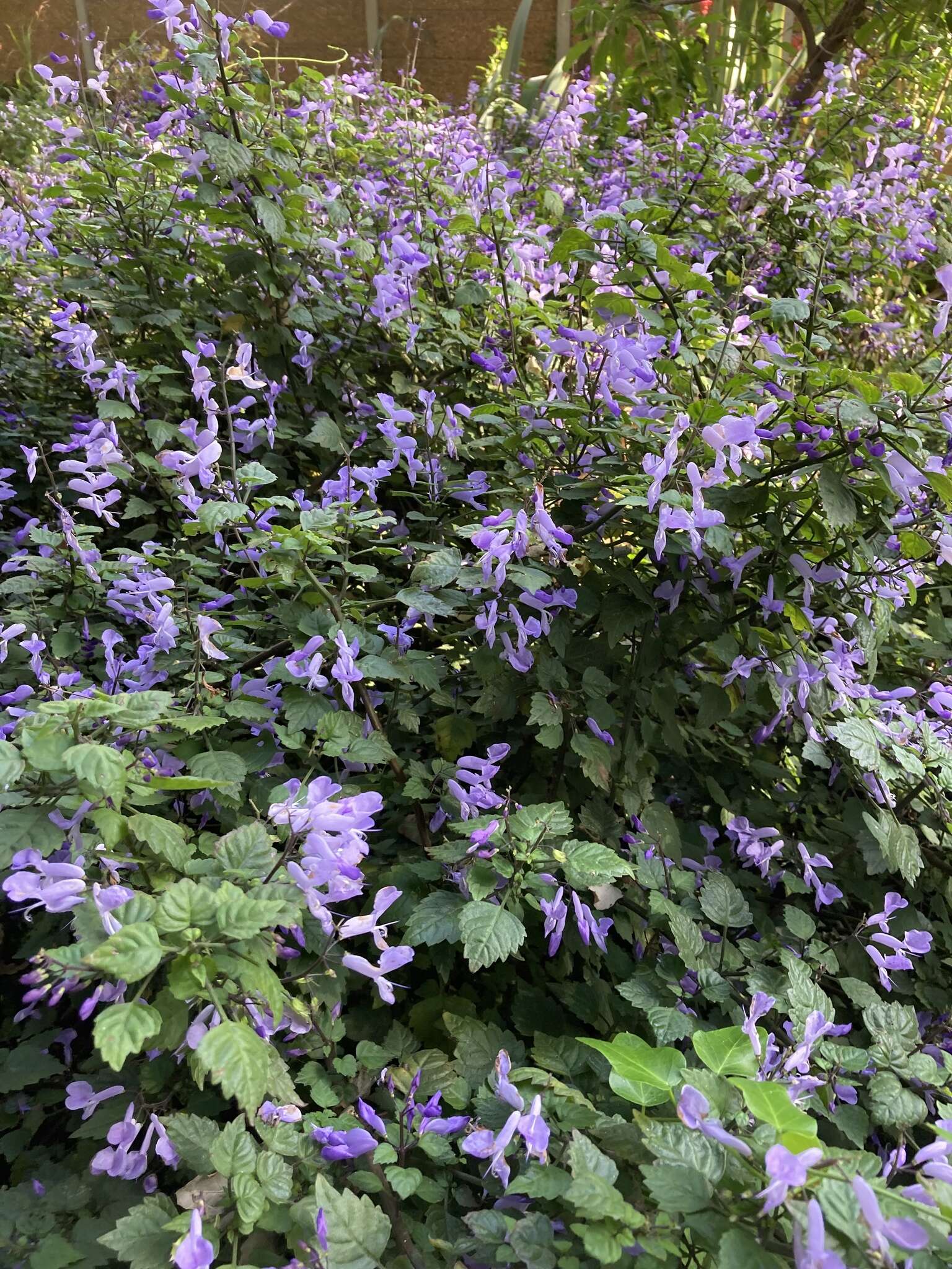 Image de Plectranthus saccatus Benth.