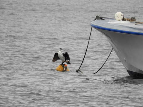 Image of Black-faced Cormorant