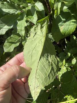 Image of roundleaf goldenrod