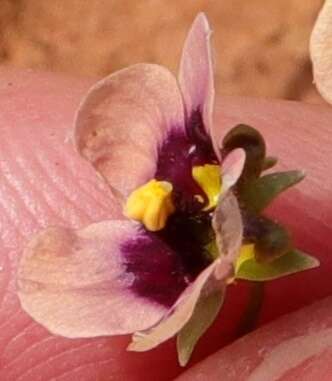 Image of Diascia decipiens K. E. Steiner