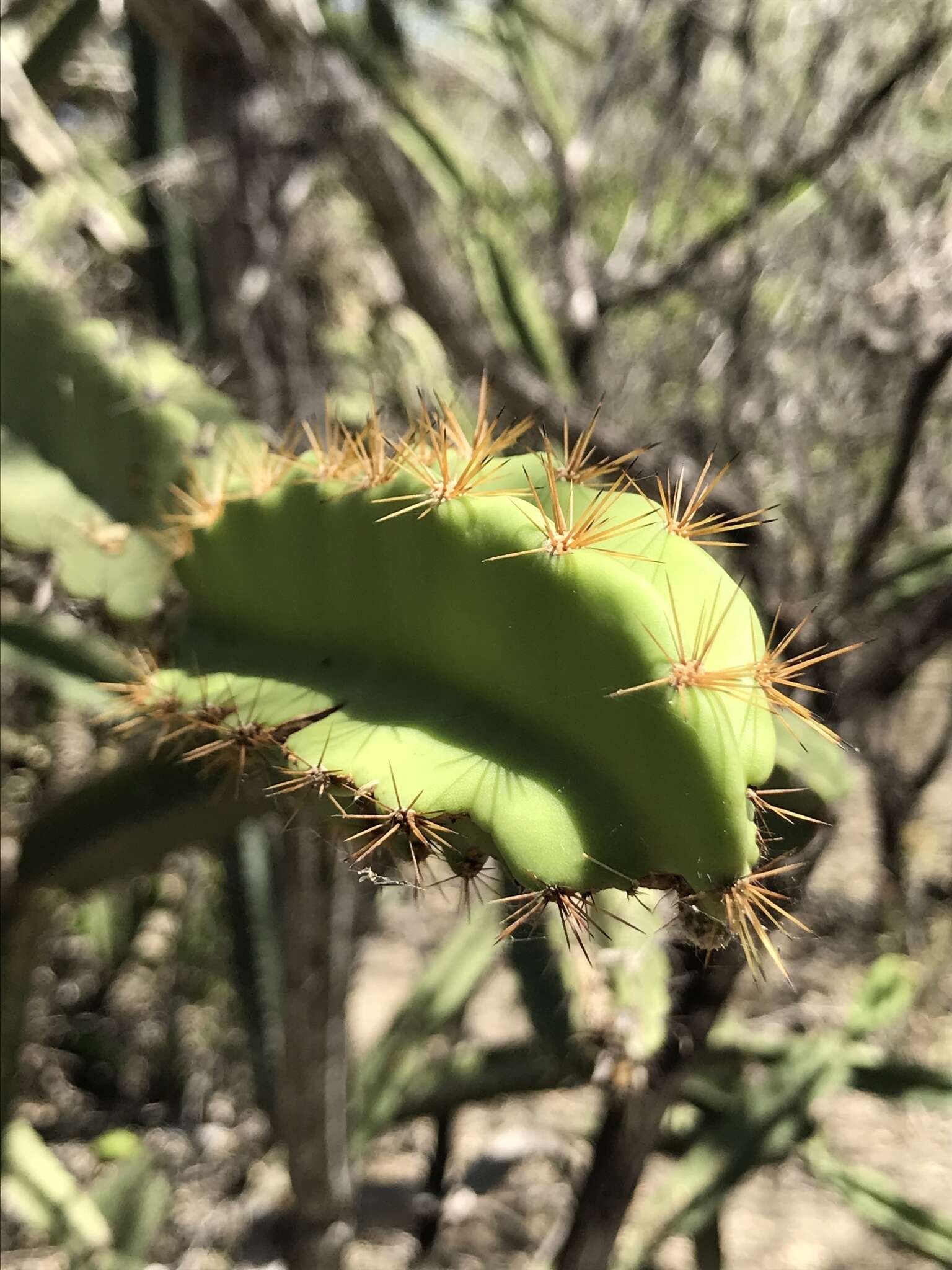 Image of Leptocereus paniculatus (Lam.) D. R. Hunt