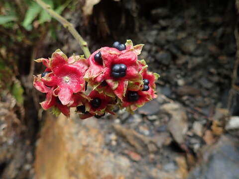 Image of Clerodendrum canescens Wall. ex Walp.