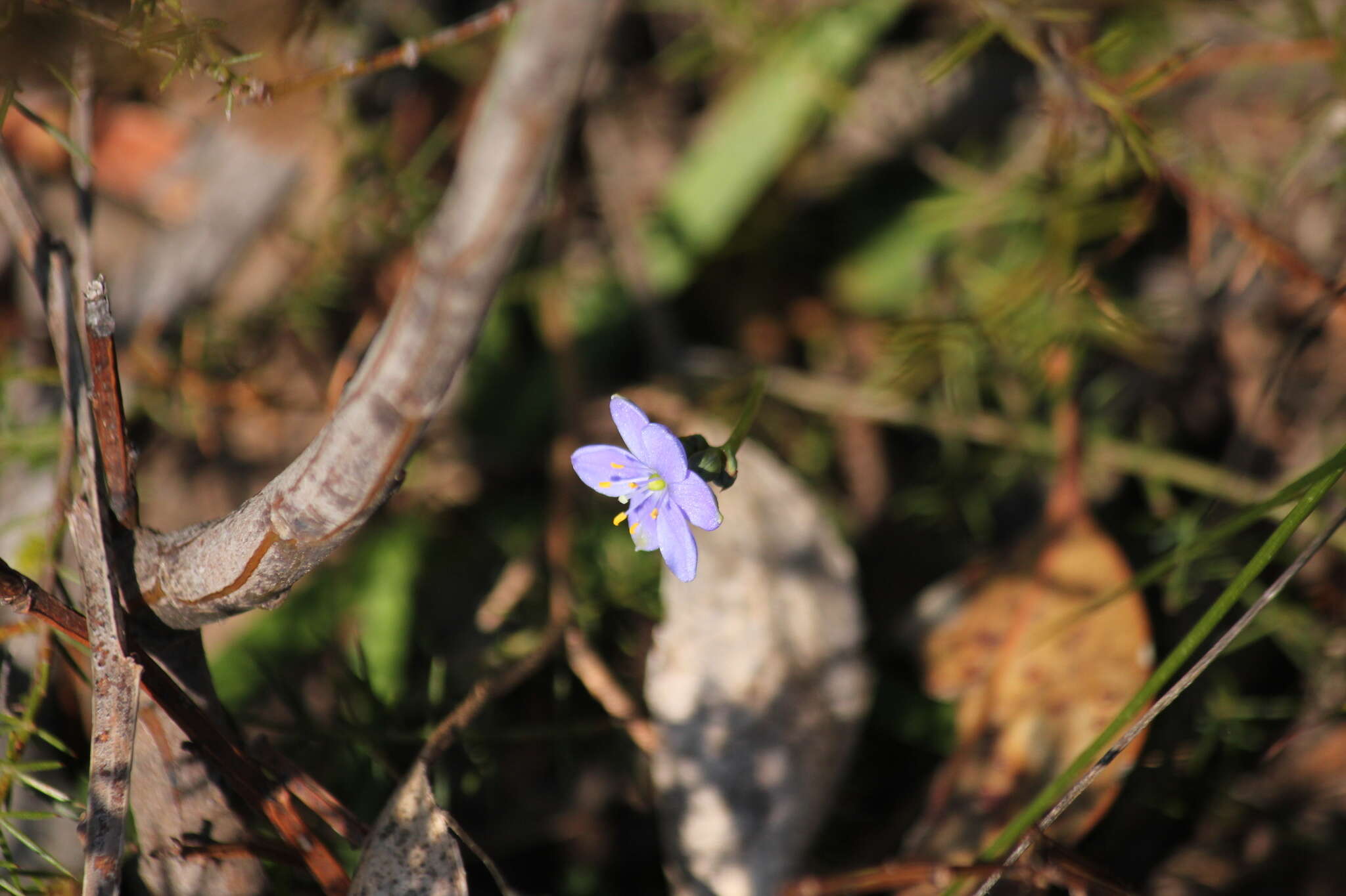 Image of Chamaescilla corymbosa (R. Br.) F. Muell. ex Benth.