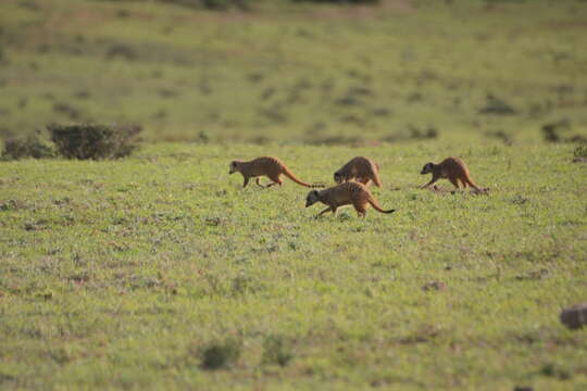 Image of Suricata suricatta suricatta (Schreber 1776)