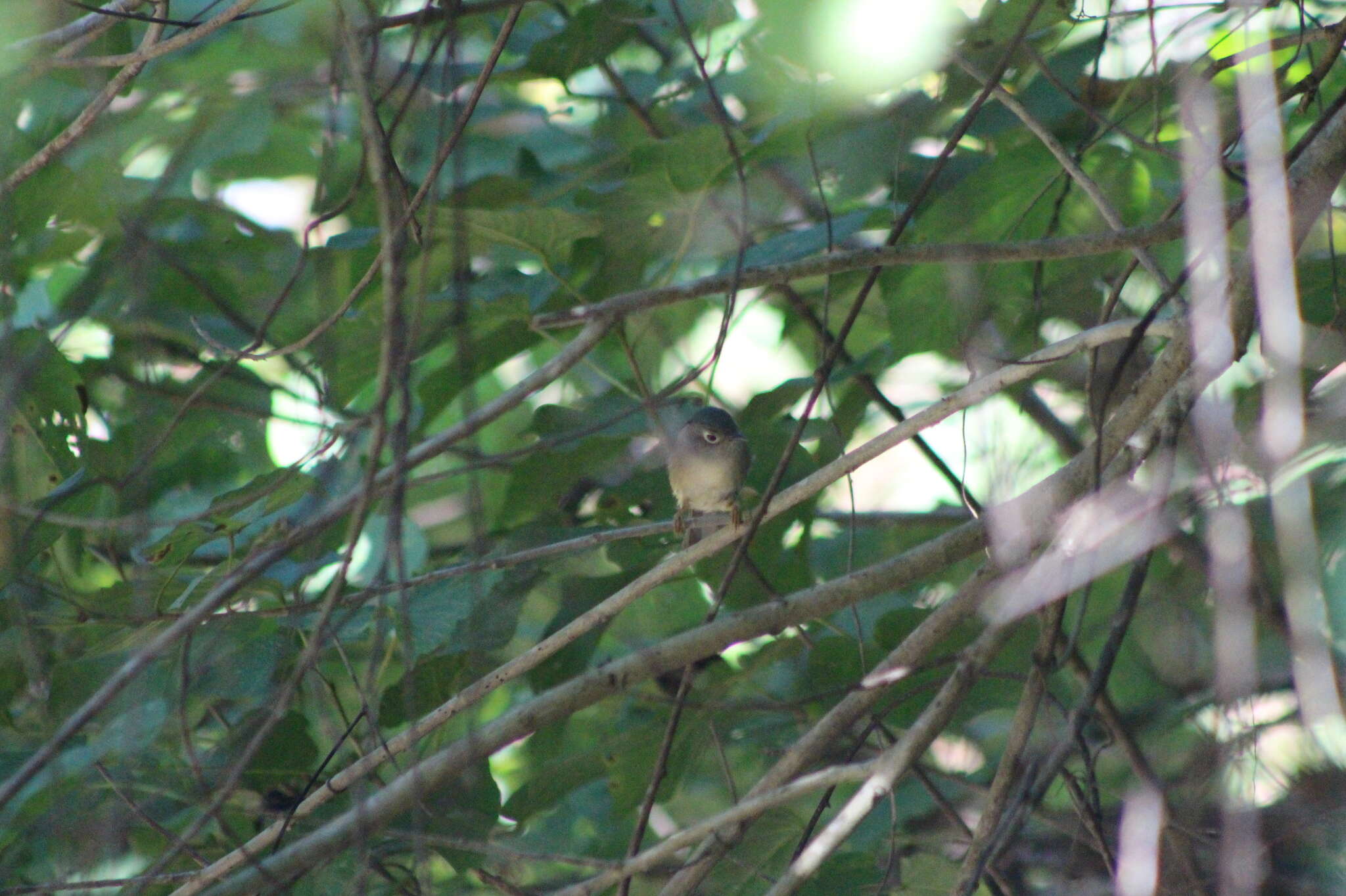 Image of Huet's Fulvetta