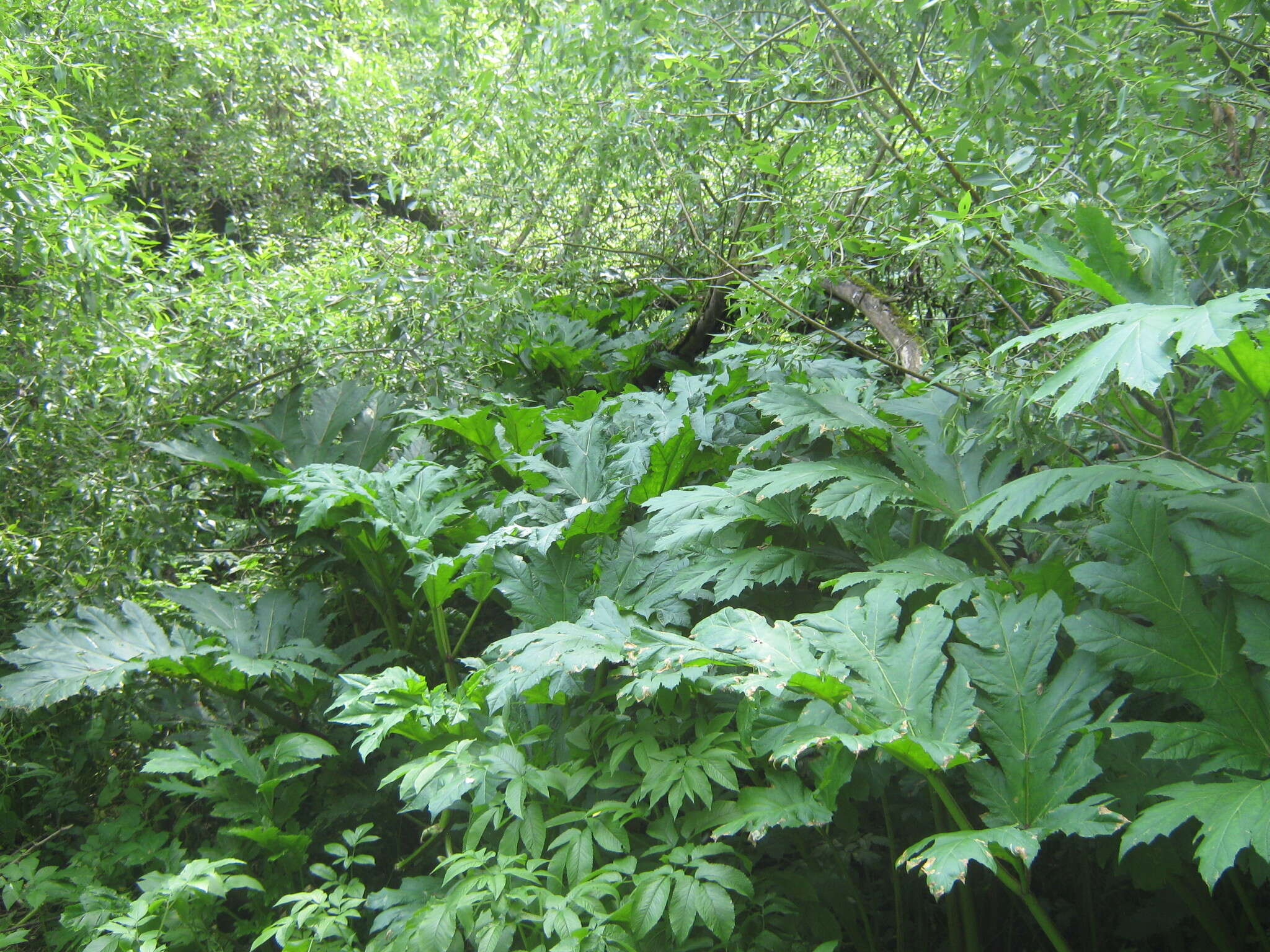 Imagem de Heracleum sosnowskyi Manden.