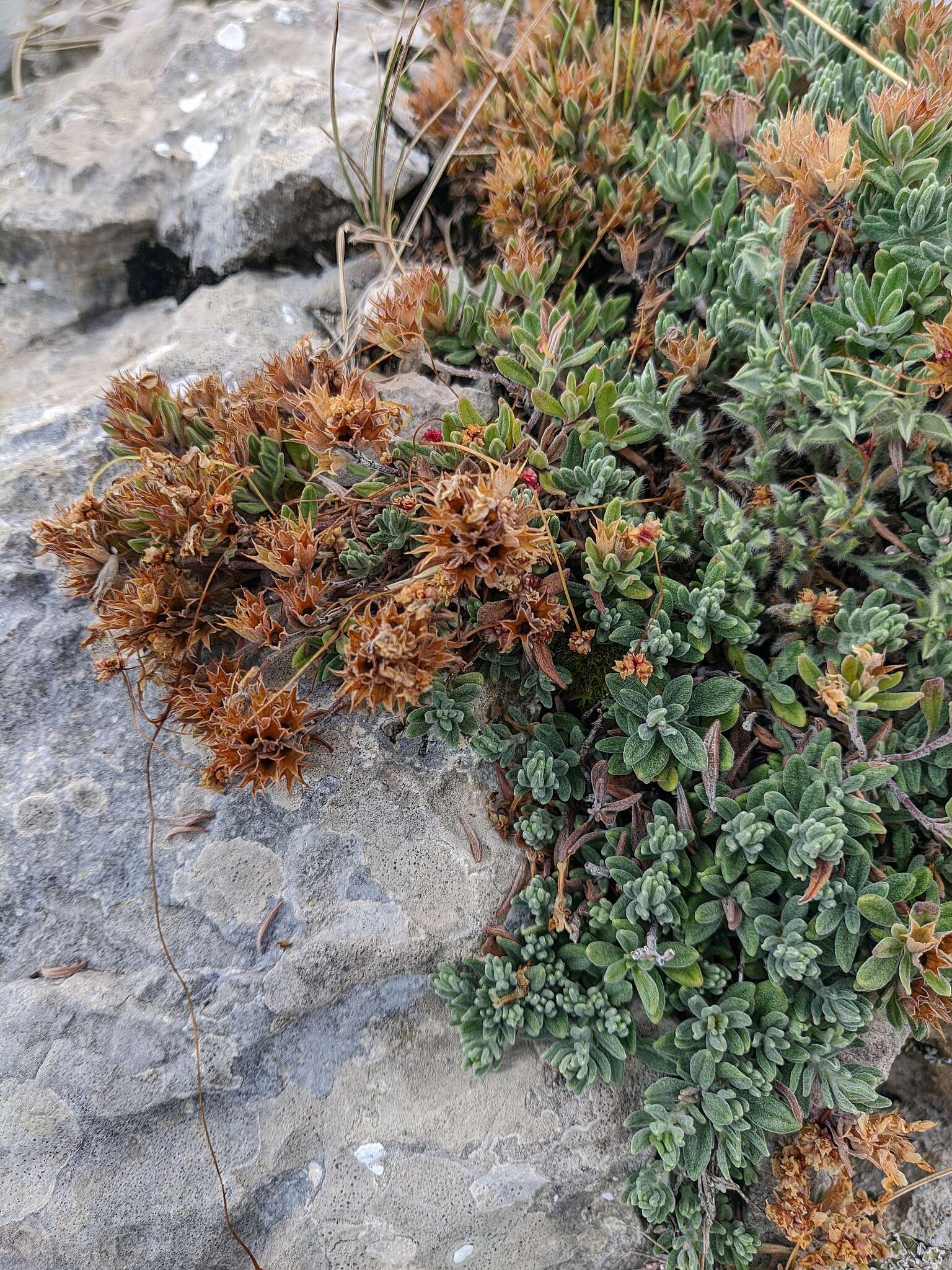 Image of Teucrium montanum subsp. montanum