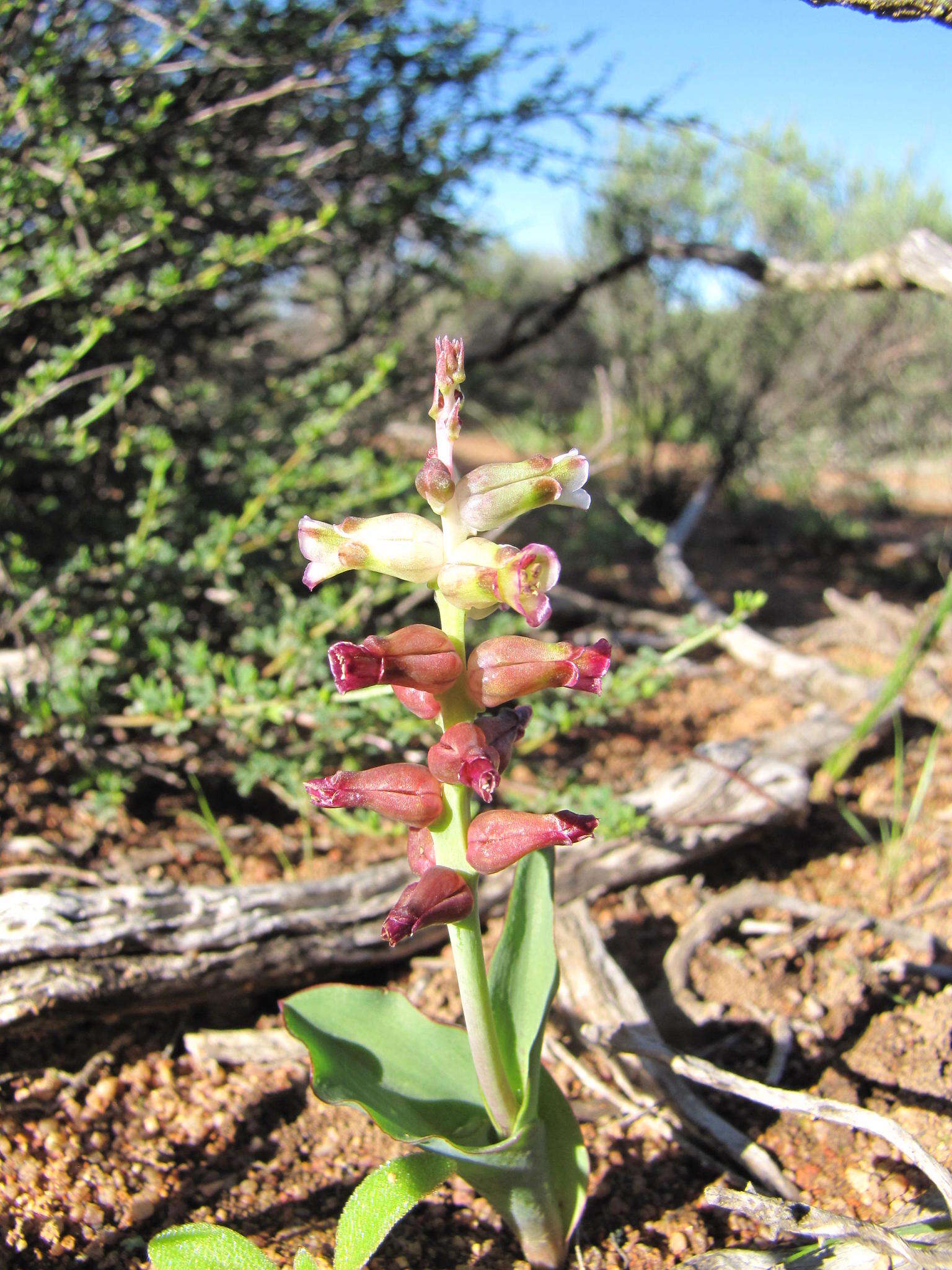 Image of Lachenalia undulata Masson ex Baker