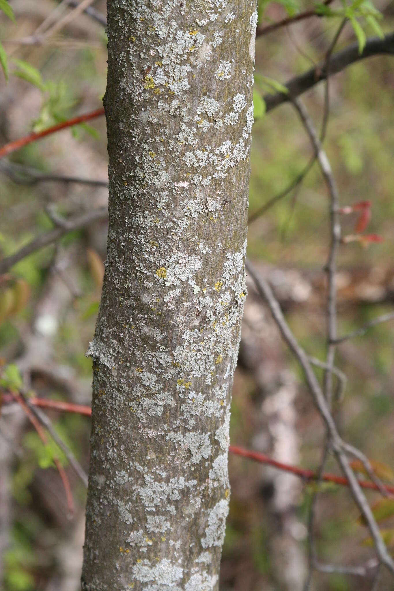 Image of Allegheny Serviceberry