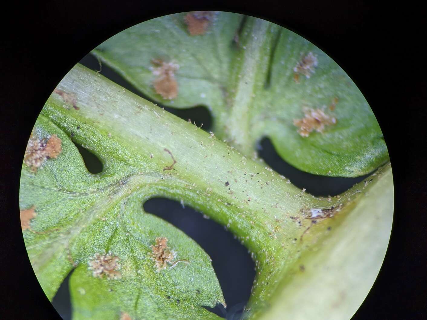 Image de Dryopteris triploidea Wherry