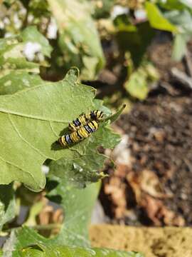 Image of Western Grapeleaf Skeletonizer