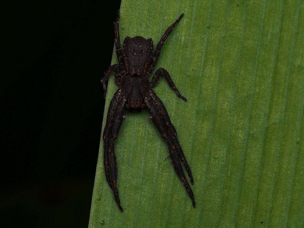 Image of Sidymella angulata (Urquhart 1885)