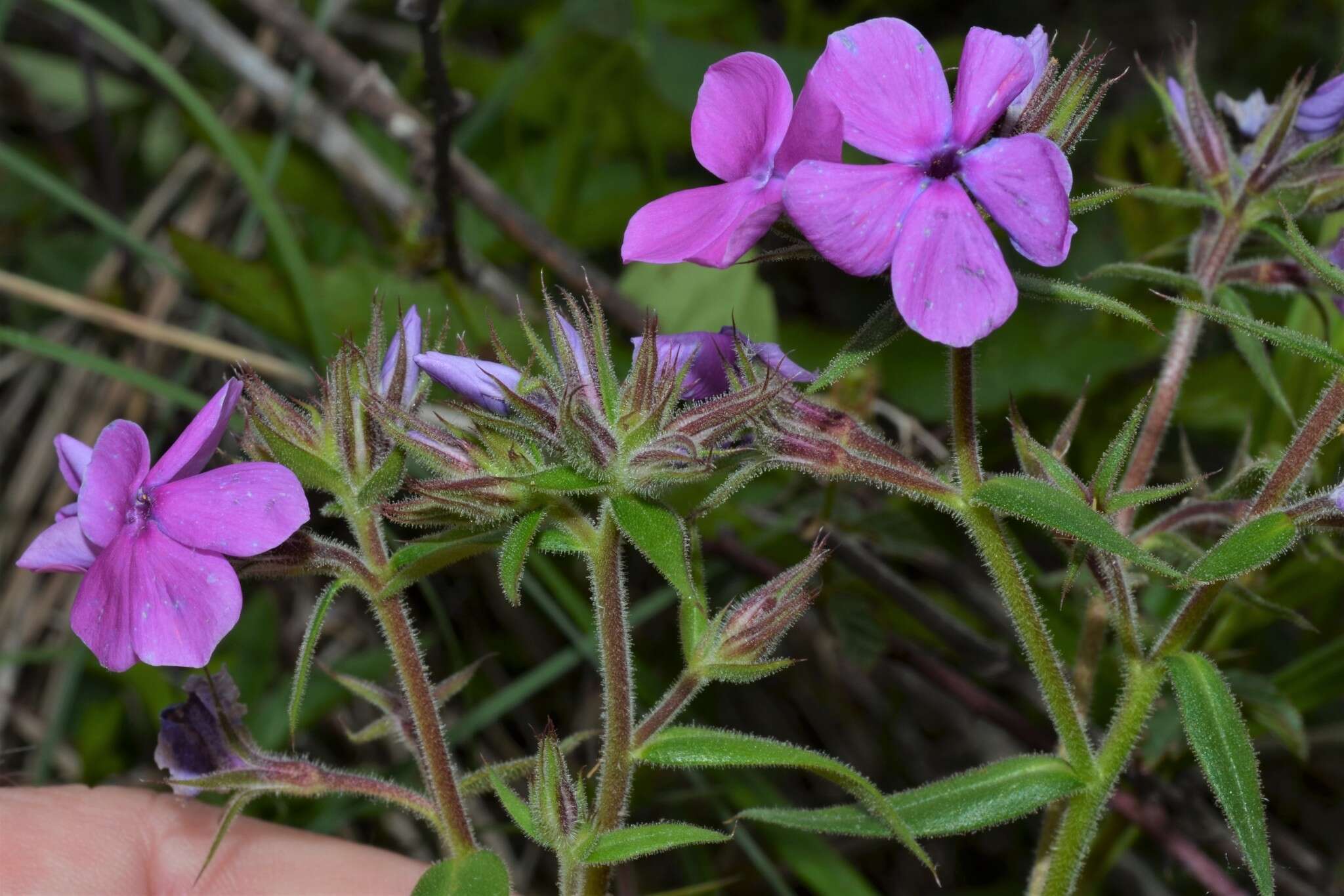 Sivun Phlox pilosa subsp. ozarkana (Wherry) Wherry kuva